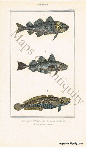 Antique-Hand-colored-engraving-Poissons-Fish-Natural-History-Prints-Fish-c.-1840-Wilhelm-Maps-Of-Antiquity