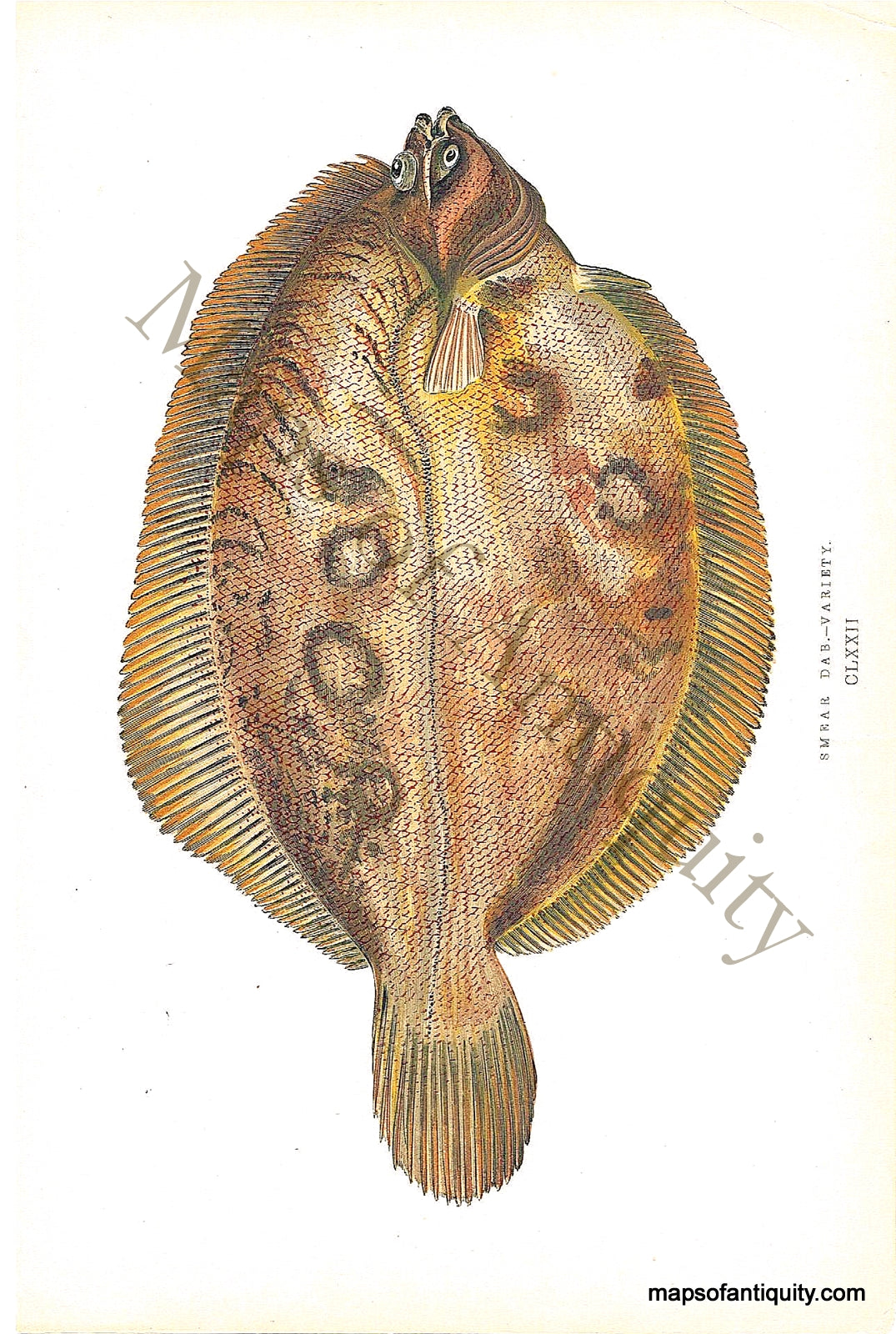 Chromolithograph-Smear-Dab---Flounder-Natural-History-Prints-Fish-1877-Couch-Maps-Of-Antiquity