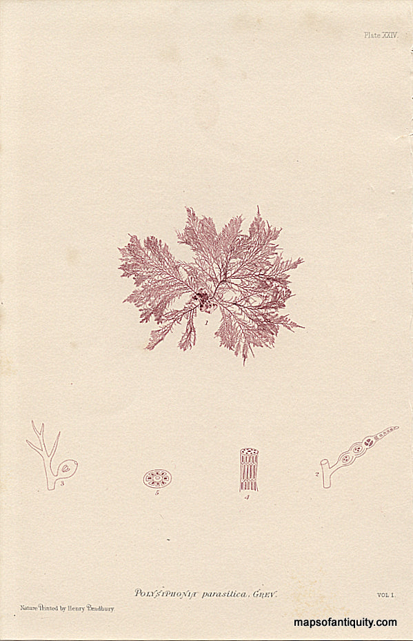 Nature-Printing-Polysiphonia-parasitica-algae-Natural-History-Prints--1857-Bradbury-Maps-Of-Antiquity
