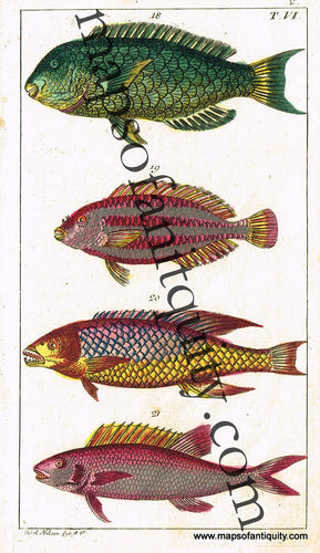 Antique 1910 Tropical Aquarium Sea Fish Lithograph Book Print A4