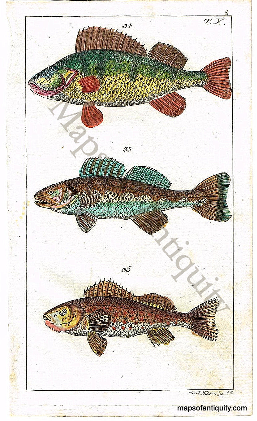 Hand-colored-engraving-Fish-Natural-History-Prints--1799-Wilhelm-Maps-Of-Antiquity