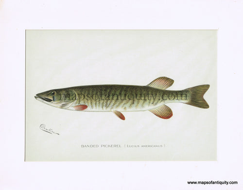 Original-Antique-Chromolithograph-Banded-Pickerel--Lucius-Americanus-Natural-History-Prints-Fish-1900-Denton-Maps-Of-Antiquity