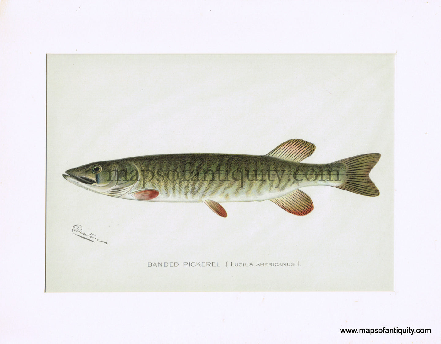 Original-Antique-Chromolithograph-Banded-Pickerel--Lucius-Americanus-Natural-History-Prints-Fish-1900-Denton-Maps-Of-Antiquity