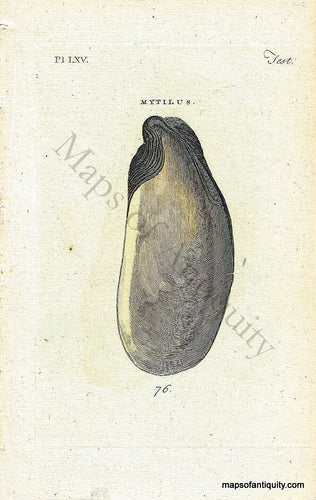 Antique-Hand-Colored-Engraved-Illustration-Mytilus-Shell-Mussel-Natural-History-Prints-Shells-c.-1760--Maps-Of-Antiquity