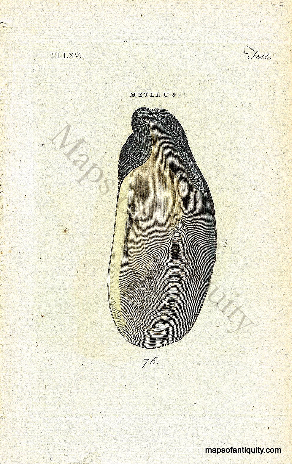 Antique-Hand-Colored-Engraved-Illustration-Mytilus-Shell-Mussel-Natural-History-Prints-Shells-c.-1760--Maps-Of-Antiquity