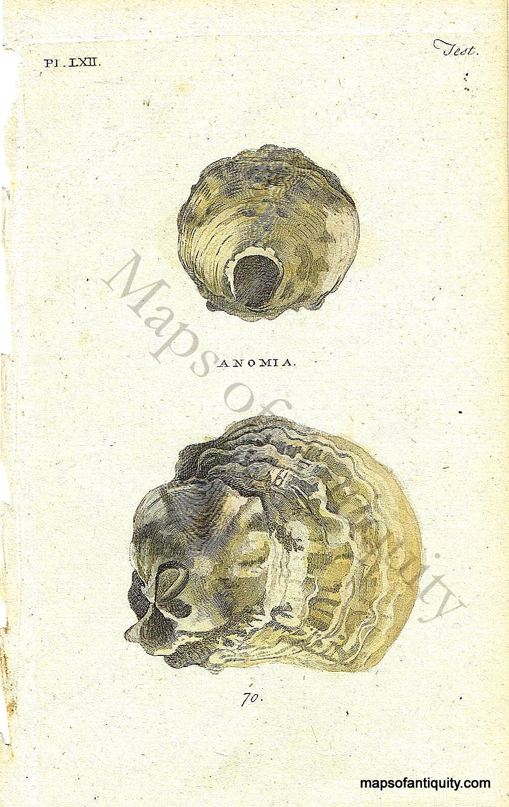 Antique-Hand-Colored-Engraved-Illustration-Anomia-Shells-*********-Natural-History-Prints-Shells-c.-1760--Maps-Of-Antiquity