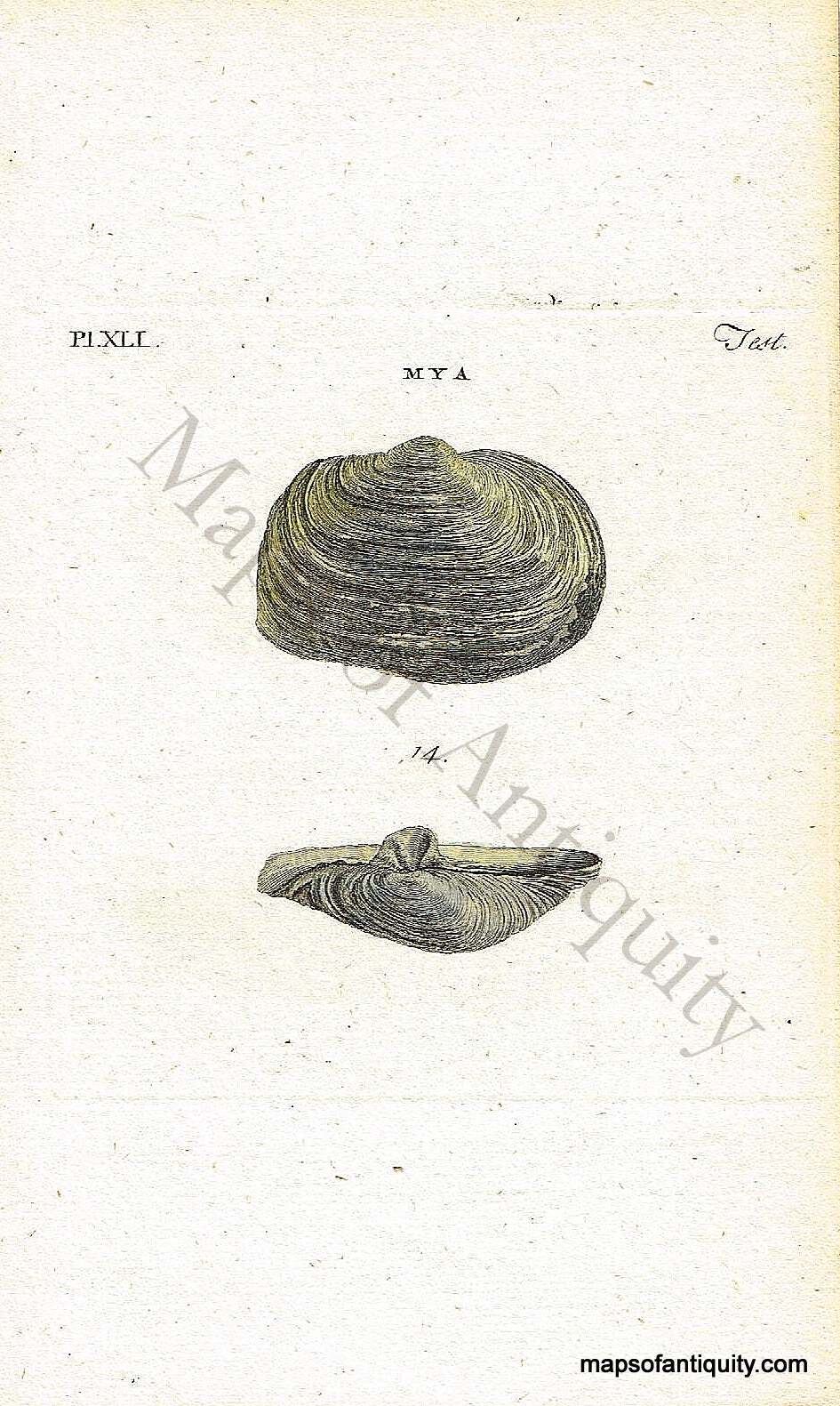 Antique-Hand-Colored-Engraved-Illustration-Mya-Shells-Steamers-**********-Natural-History-Prints-Shells-c.-1760--Maps-Of-Antiquity