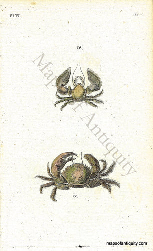 Antique-Hand-Colored-Engraved-Illustration-Crabs-Shells-Natural-History-Prints-Shells-c.-1760--Maps-Of-Antiquity
