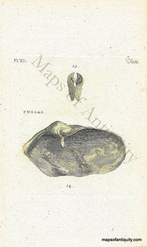 Antique-Hand-Colored-Engraved-Illustration-Pholas-Shells-Natural-History-Prints-Shells-c.-1760--Maps-Of-Antiquity