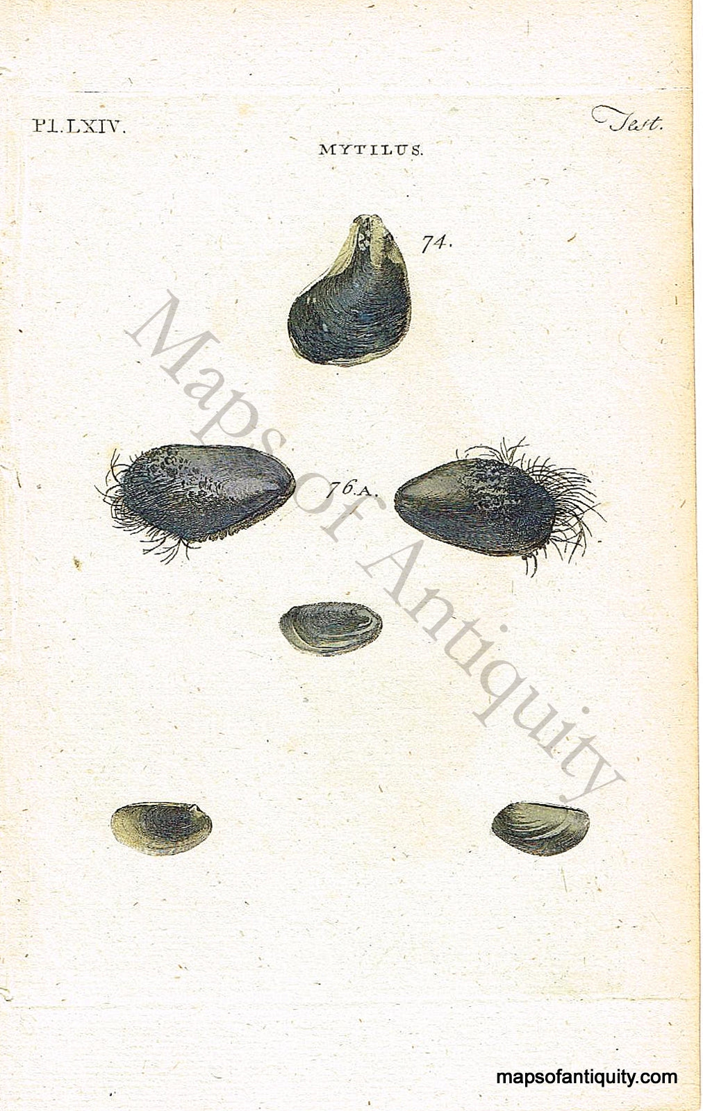 Antique-Hand-Colored-Engraved-Illustration-Mytilus-Shells-Natural-History-Prints-Shells-c.-1760--Maps-Of-Antiquity
