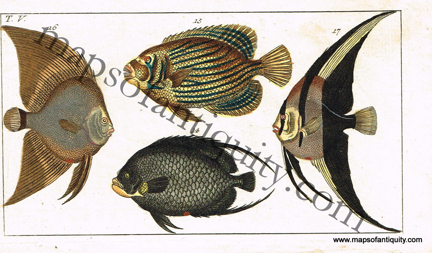 Antique-Hand-Colored-Engraved-Illustration-Angel-Fish-Natural-History-Prints-Fish-1799-Wilhelm-Maps-Of-Antiquity