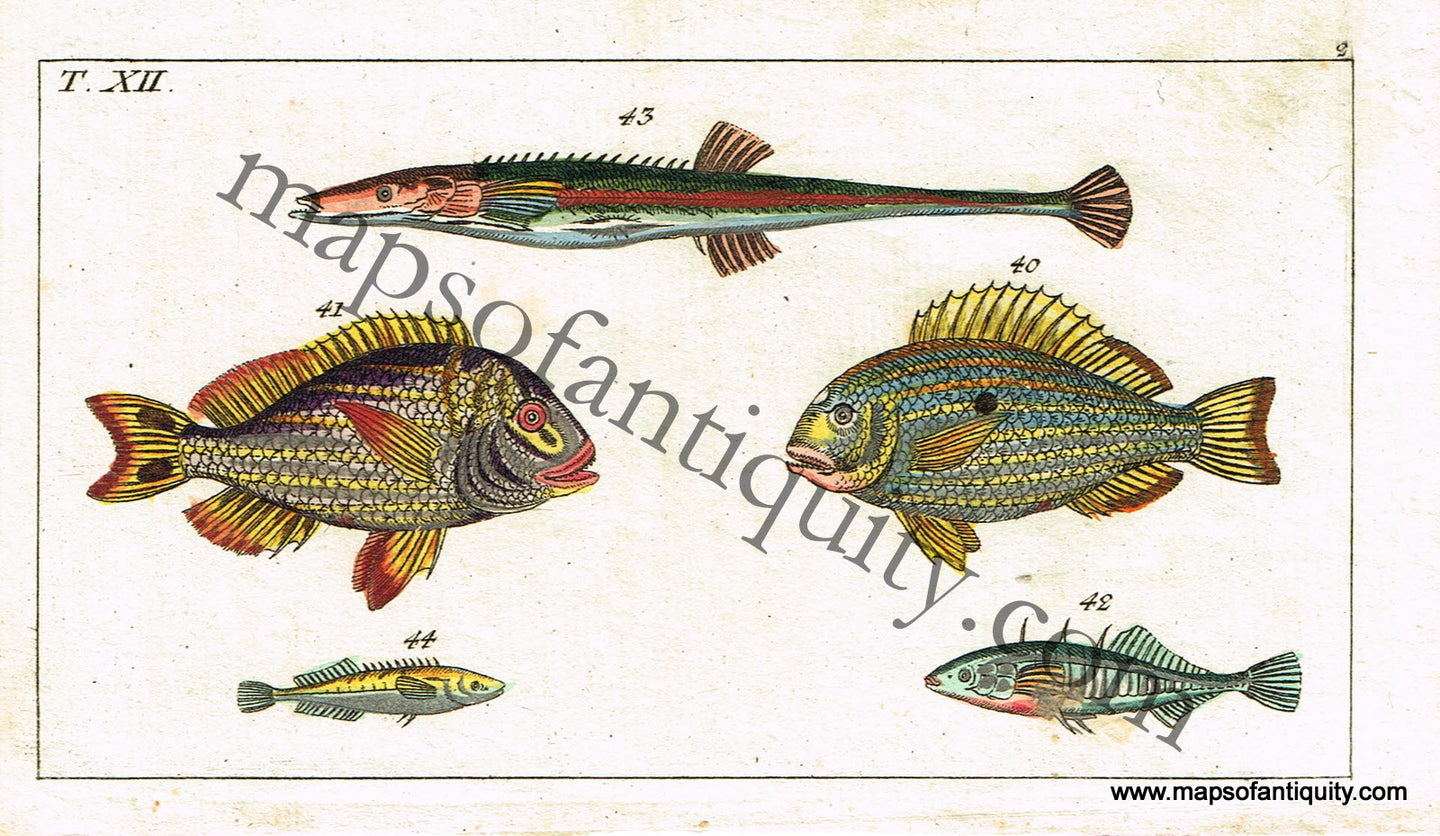 Antique-Hand-Colored-Engraved-Illustration-Fish-Natural-History-Prints-Fish-1799-Wilhelm-Maps-Of-Antiquity