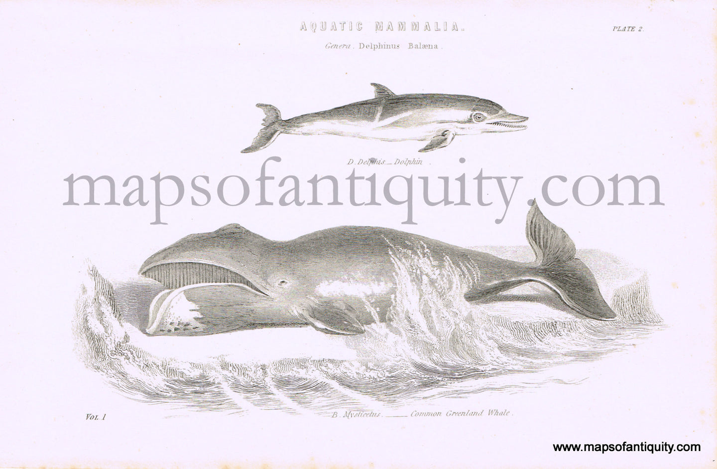 Antique-Black-and-White-Engraved-Illustration-Dolphin-and-Common-Greenland-Whale-Natural-History-Prints-Fish-Animals-1820---Maps-Of-Antiquity