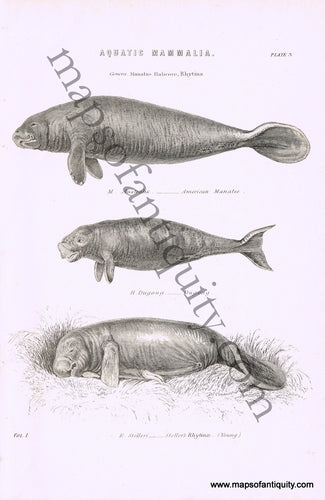 Antique-Black-and-White-Engraved-Illustration-Manatee-Dugong-and-Rhytina-Natural-History-Prints-Fish-Animals-1820--Maps-Of-Antiquity