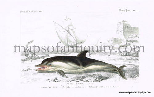 Antique-Hand-Colored-Engraved-Illustration-Dauphin-ordinaire-Natural-History-Prints-Fish-Animals-1841-D'Orbigny-Maps-Of-Antiquity