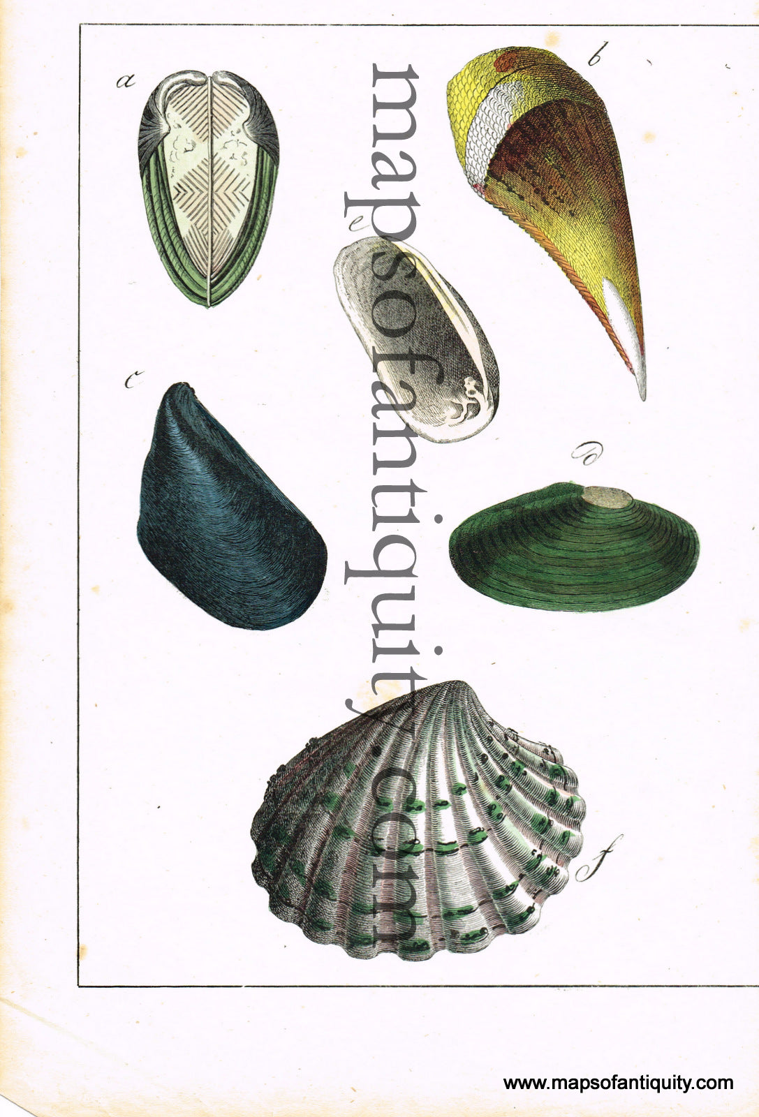 Antique-Hand-Colored-Engraved-Illustration-Sea-Shells-Natural-History-Prints-Sea-Shells-c.-1800--Maps-Of-Antiquity