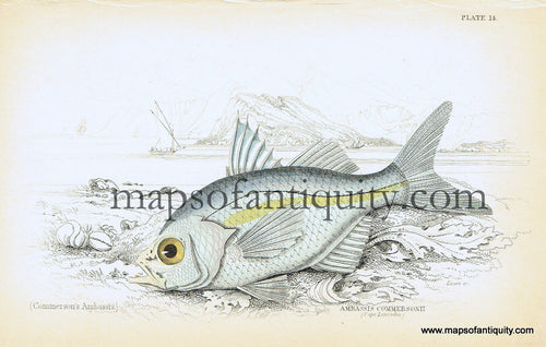 Antique-Hand-Colored-Engraved-Illustration-Ambassis-commersonii-Natural-History-Prints-Fish-1834-Jardine-Maps-Of-Antiquity