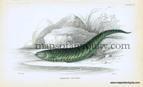 Antique-Hand-Colored-Engraved-Illustration-Gymnotus-fasciatus-Natural-History-Prints-Fish-1834-Jardine-Maps-Of-Antiquity