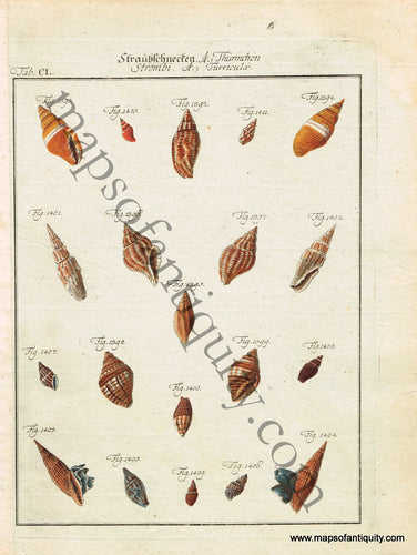 Antique-Hand-Colored-Engraving-Straubschnecten-(Sea-Shells)-Natural-History-Prints-Sea-Shells-c.-1750-Knorr-Maps-Of-Antiquity