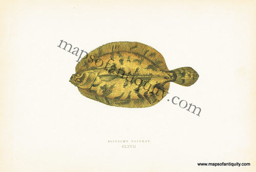 Antique-Colored-Litho-Print-Ekstrom's-Topknot-CLXVII-Natural-History-Prints-Fish-1877-Couch-Maps-Of-Antiquity