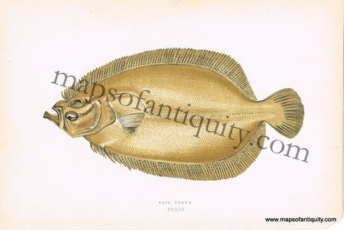 Antique-Colored-Litho-Print-Sail-Fluke-CLXIII-Natural-History-Prints-Fish-1877-Couch-Maps-Of-Antiquity