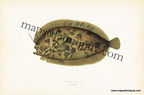Antique-Colored-Litho-Print-Bloch's-Topknot-CLXVI-Natural-History-Prints-Fish-1877-Couch-Maps-Of-Antiquity