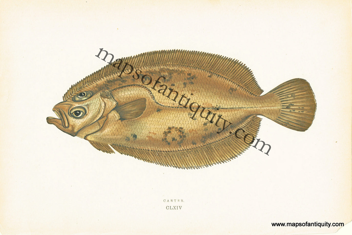 Antique-Colored-Litho-Print-Carter-CLXIV-Natural-History-Prints-Fish-1877-Couch-Maps-Of-Antiquity