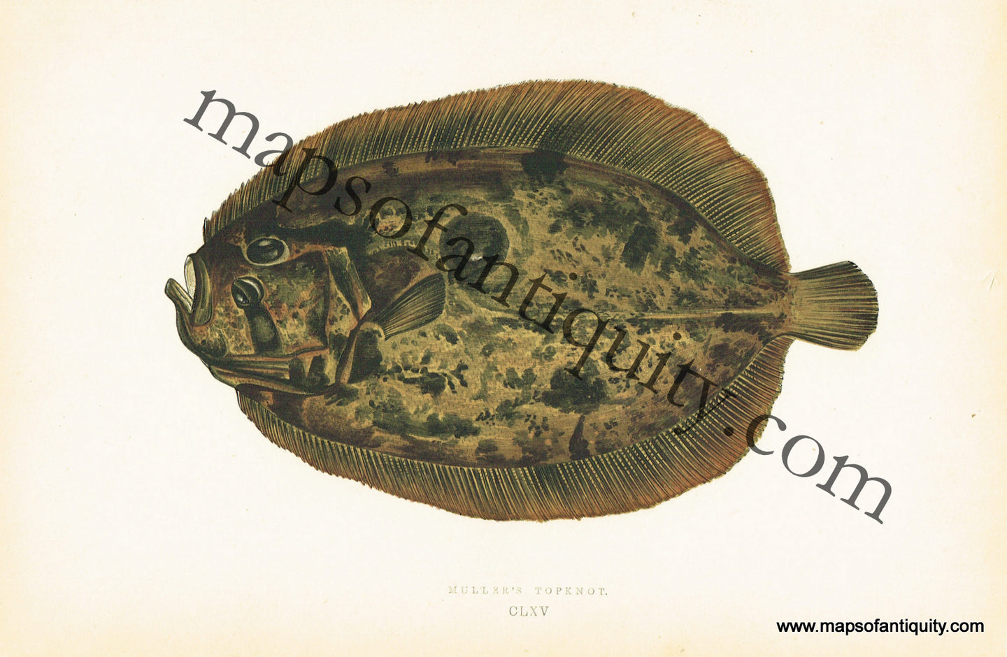 Antique-Colored-Litho-Print-Muller's-Topknot-CLXV-Natural-History-Prints-Fish-1877-Couch-Maps-Of-Antiquity