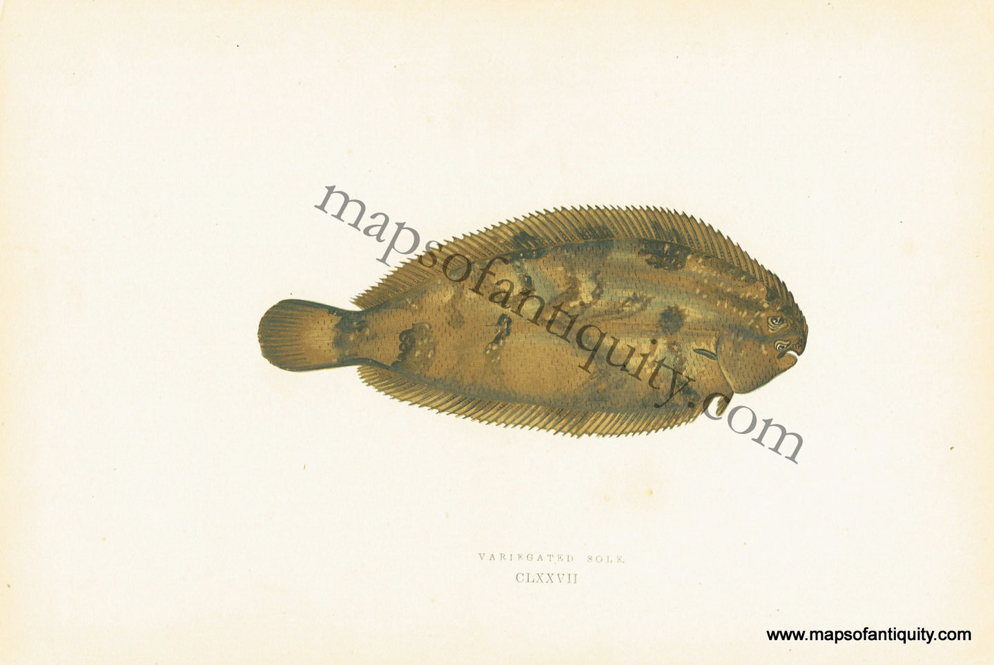 Antique-Colored-Litho-Print-Variegated-Sole-CLXXVII-Natural-History-Prints-Fish-1877-Couch-Maps-Of-Antiquity