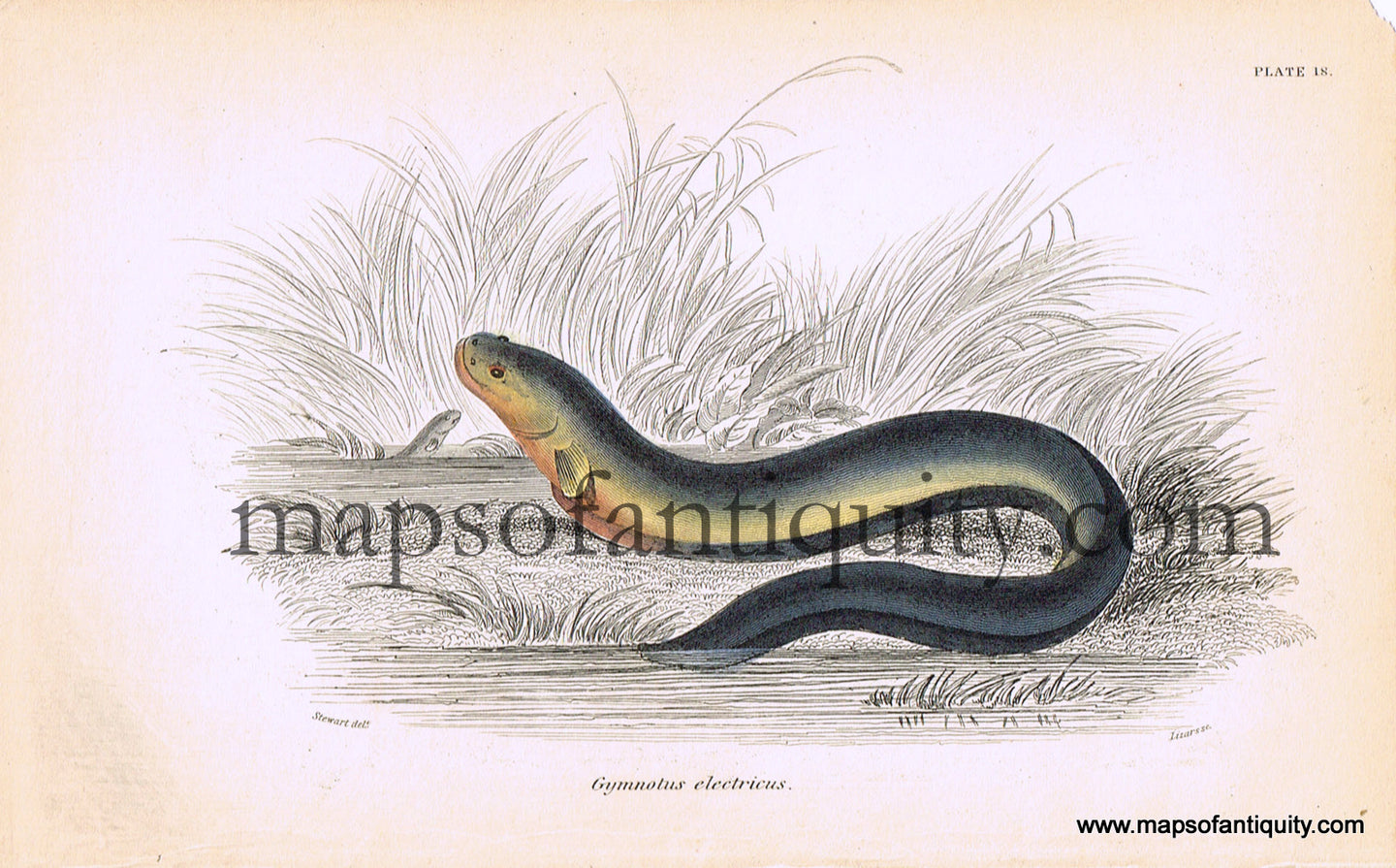 Antique-Hand-Colored-Engraved-Illustration-Gymnotus-electricus-Natural-History-Prints-Fish-1834-Jardine-Maps-Of-Antiquity