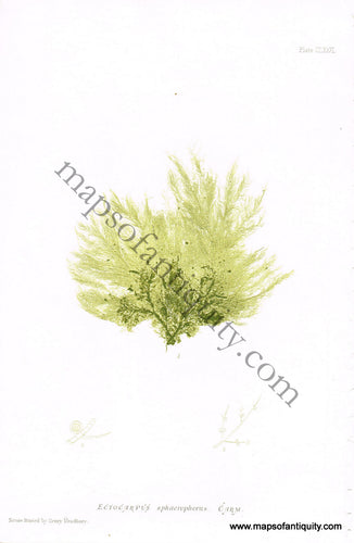 Antique-Color-Nature-Print-Ectocarpus-sphaerophorus-Carm-Natural-History-Prints-Seaweed-1859-Henry-Bradbury-Maps-Of-Antiquity