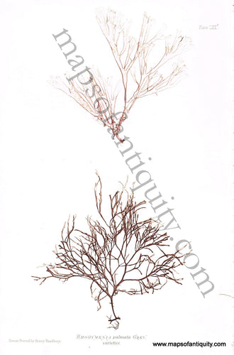 Antique-Color-Nature-Print-Rhodymenia-palmata-Grev.-Varieties-Natural-History-Prints-Seaweed-1859-Henry-Bradbury-Maps-Of-Antiquity