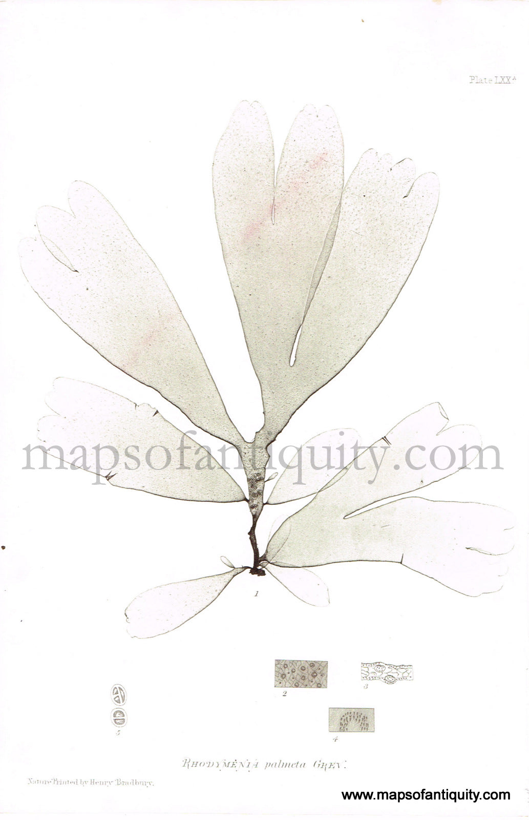 Antique-Color-Nature-Print-Rhodymenia-palmeta-Grev.-Natural-History-Prints-Seaweed-1859-Henry-Bradbury-Maps-Of-Antiquity