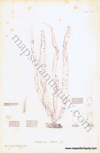 Antique-Color-Nature-Print-Porphyra-vulgaris-Ag.-Natural-History-Prints-Seaweed-1859-Henry-Bradbury-Maps-Of-Antiquity