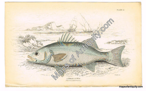 Hand-colored-engraving-Labrax-Lupus---Sea-Bass-Natural-History-Fish-1835-Jardine-Maps-Of-Antiquity