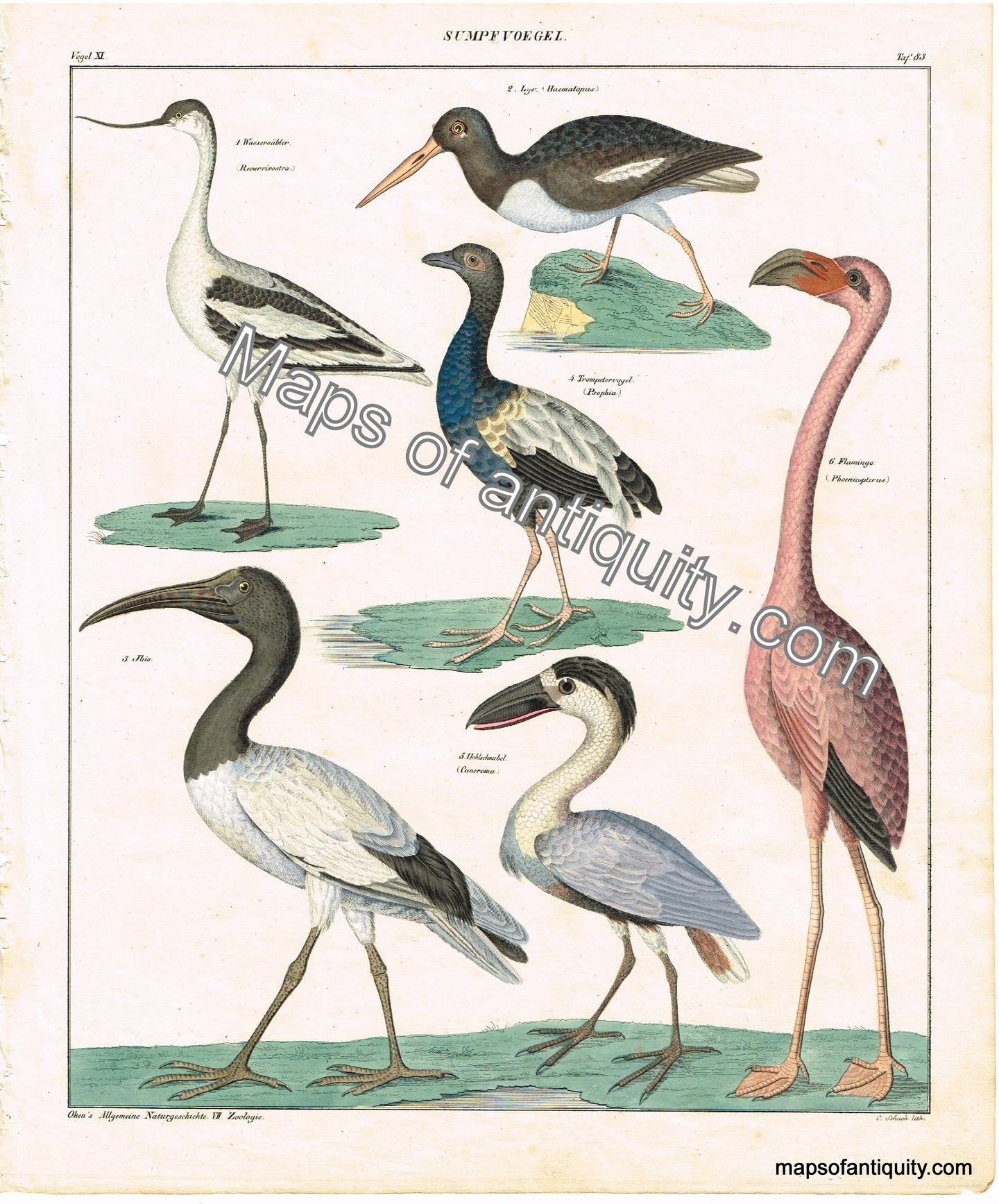 Hand-colored-engraving-Allegemine-Naturgeschichte-VII.-Zoologie-SumpfvÃƒÂ¶gel---Birds-Natural-History-Birds--Oken-Maps-Of-Antiquity