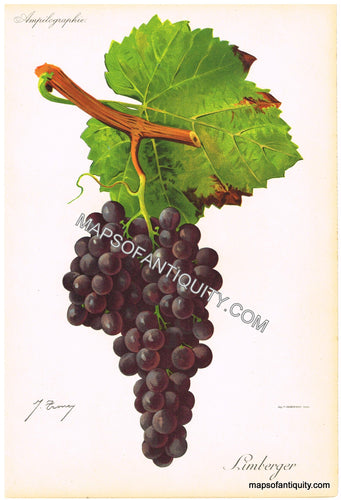 Antique-Chromolithograph-Limberger---Grapes-Natural-History-Botanical-1901-1910-Kreyder-Maps-Of-Antiquity