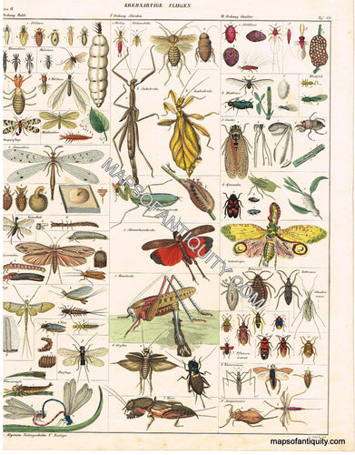 Hand-colored-engraving-Allegemine-Naturgeschichte-V.-Zoologie-Krebsartige-Fliegen---Flying-Insects-Natural-History-Insects-1833-Oken-Maps-Of-Antiquity