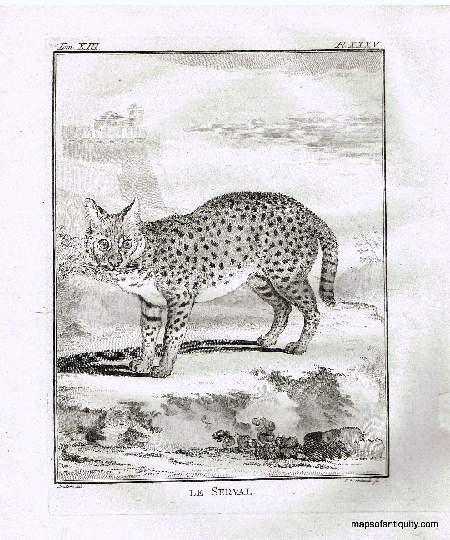 Antique-Black-and-White-Engraved-Illustration-Le-Serval-**********-Natural-History-Prints-Animals-c.-1790-Buffon-Maps-Of-Antiquity