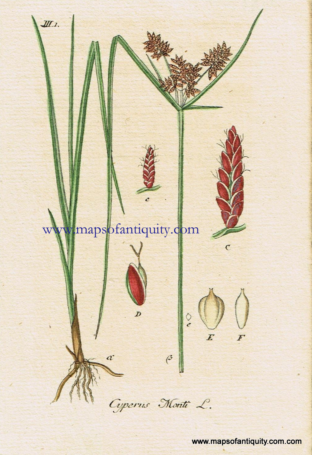Antique-Hand-Colored-Botanical-Print-Cyperus-Monti-L.-or-Mountain-Nutsedge-Botanical-Illustration-Antique-Prints--Natural-History-Botanical-1828-Jacob-Sturm-Maps-Of-Antiquity