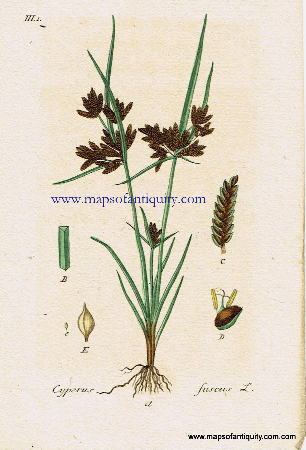 Antique-Hand-Colored-Botanical-Print-Cyperus-fuscus-L.-or-Brown-Galingale-Botanical-Illustration-Antique-Prints--Natural-History-Botanical-1828-Jacob-Sturm-Maps-Of-Antiquity