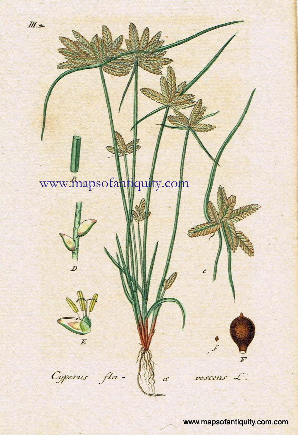 Antique-Hand-Colored-Botanical-Print-Cyperus-flavescens-L.-or-Yellow-Nutsedge-or-Yellow-Nut-Grass-Botanical-Illustration-Antique-Prints--Natural-History-Botanical-1828-Jacob-Sturm-Maps-Of-Antiquity