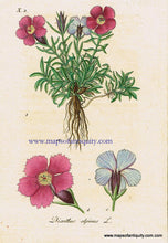 Load image into Gallery viewer, Antique-Hand-Colored-Botanical-Print-Dianthus-alpinus-L.-or-Alpine-Pink-Botanical-Illustration-Antique-Prints--Natural-History-Botanical-1828-Jacob-Sturm-Maps-Of-Antiquity
