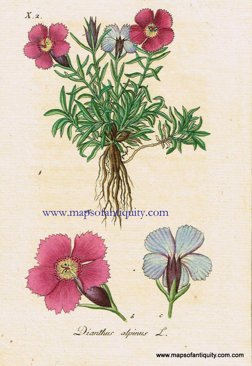 Antique-Hand-Colored-Botanical-Print-Dianthus-alpinus-L.-or-Alpine-Pink-Botanical-Illustration-Antique-Prints--Natural-History-Botanical-1828-Jacob-Sturm-Maps-Of-Antiquity