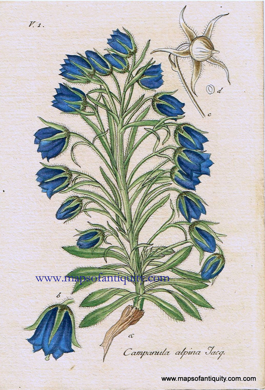 Antique-Hand-Colored-Botanical-Print-Campanula-alpina-Jacq.-Or-Alpine-Bellflower-Botanical-Illustration-**********-Antique-Prints--Natural-History-Botanical-1828-Jacob-Sturm-Maps-Of-Antiquity