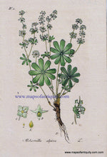 Load image into Gallery viewer, Antique-Hand-Colored-Botanical-Print-Alchemilla-alpina-L.-or-Alpine-Lady&#39;s-Mantle-Botanical-Illustration-Antique-Prints--Natural-History-Botanical-1828-Jacob-Sturm-Maps-Of-Antiquity

