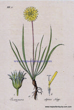 Load image into Gallery viewer, Antique-Hand-Colored-Botanical-Print-Scorzonera-alpina-Hopp.-Or-alpine-dandelion-Botanical-Illustration-Antique-Prints--Natural-History-Botanical-1828-Jacob-Sturm-Maps-Of-Antiquity
