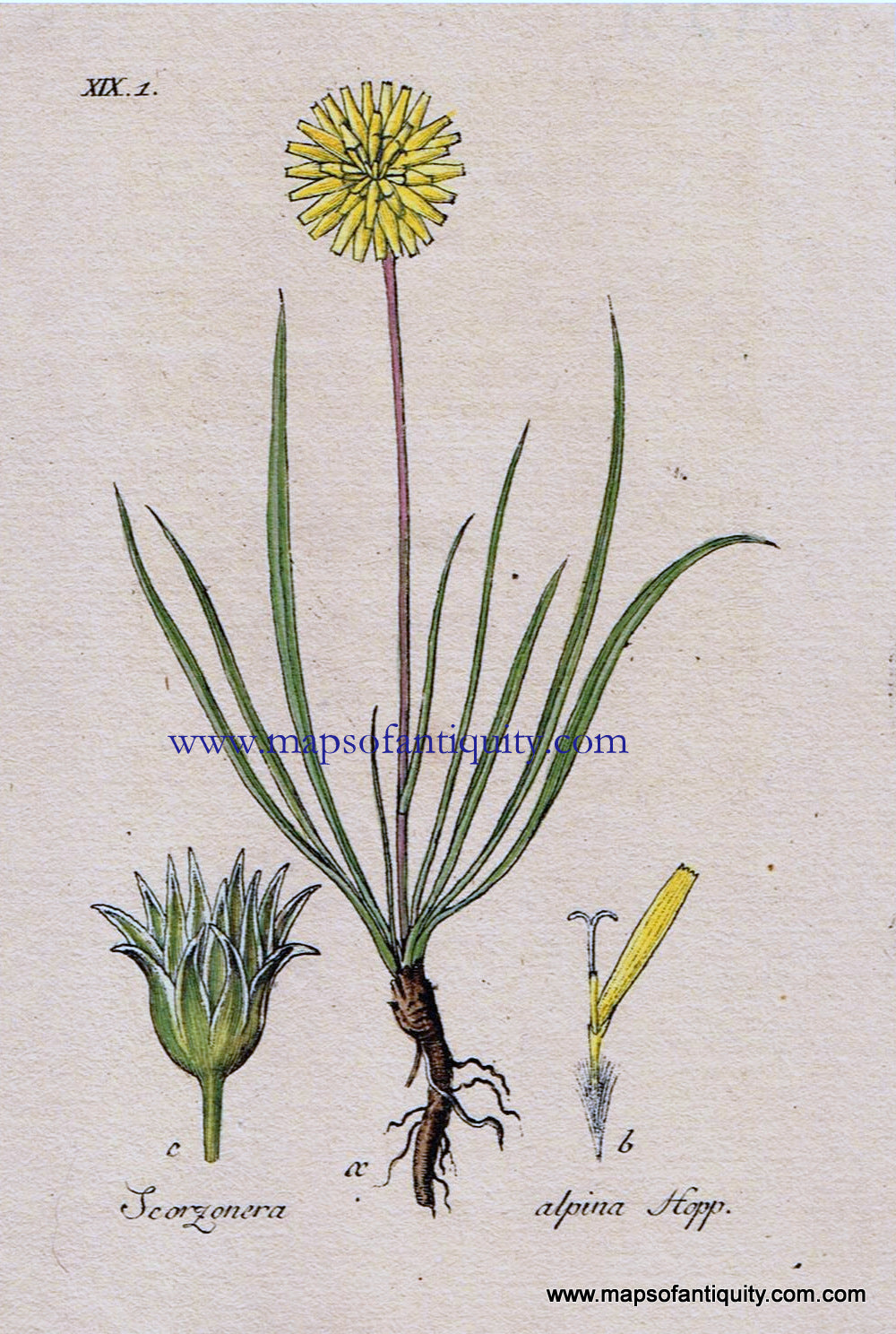 Antique-Hand-Colored-Botanical-Print-Scorzonera-alpina-Hopp.-Or-alpine-dandelion-Botanical-Illustration-Antique-Prints--Natural-History-Botanical-1828-Jacob-Sturm-Maps-Of-Antiquity