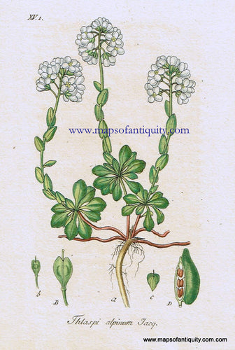 Antique-Hand-Colored-Botanical-Print-Thlaspi-alpinum-Jacq.-Or-mountain-pennycress-Botanical-Illustration-Antique-Prints--Natural-History-Botanical-1828-Jacob-Sturm-Maps-Of-Antiquity