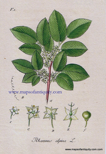 Antique-Hand-Colored-Botanical-Print-Rhamnus-alpina-L.-or-mountain-buckthorn-Botanical-Illustration-Antique-Prints--Natural-History-Botanical-1828-Jacob-Sturm-Maps-Of-Antiquity